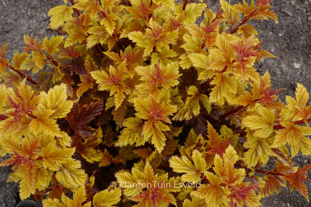 Physocarpus opulifolius ‘Hooi016’ (LITTLE ANGEL)