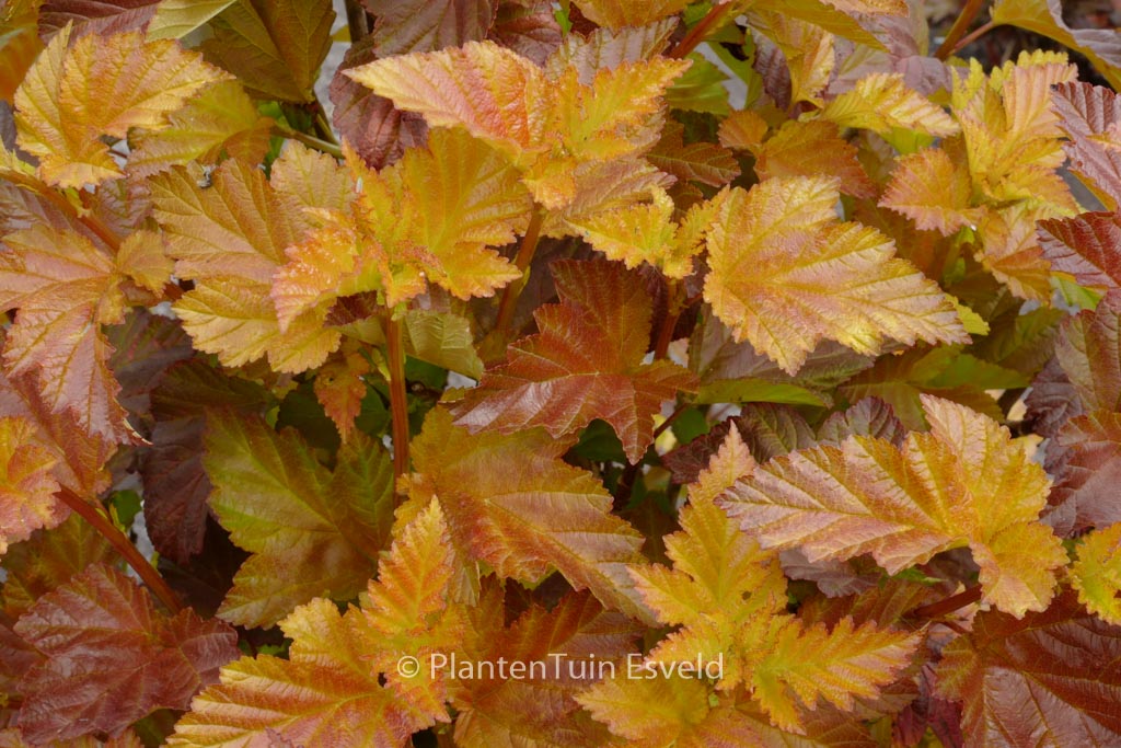 Physocarpus opulifolius ‘Jefam’ (AMBER JUBILEE)