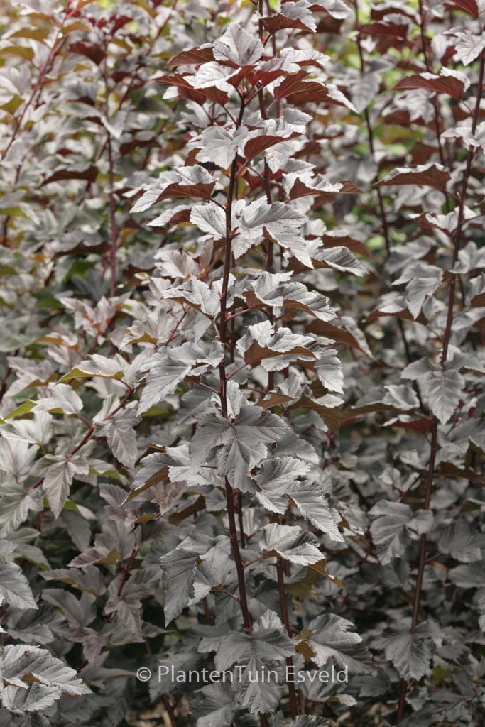 Physocarpus opulifolius ‘Jonight’ (MIDNIGHT)