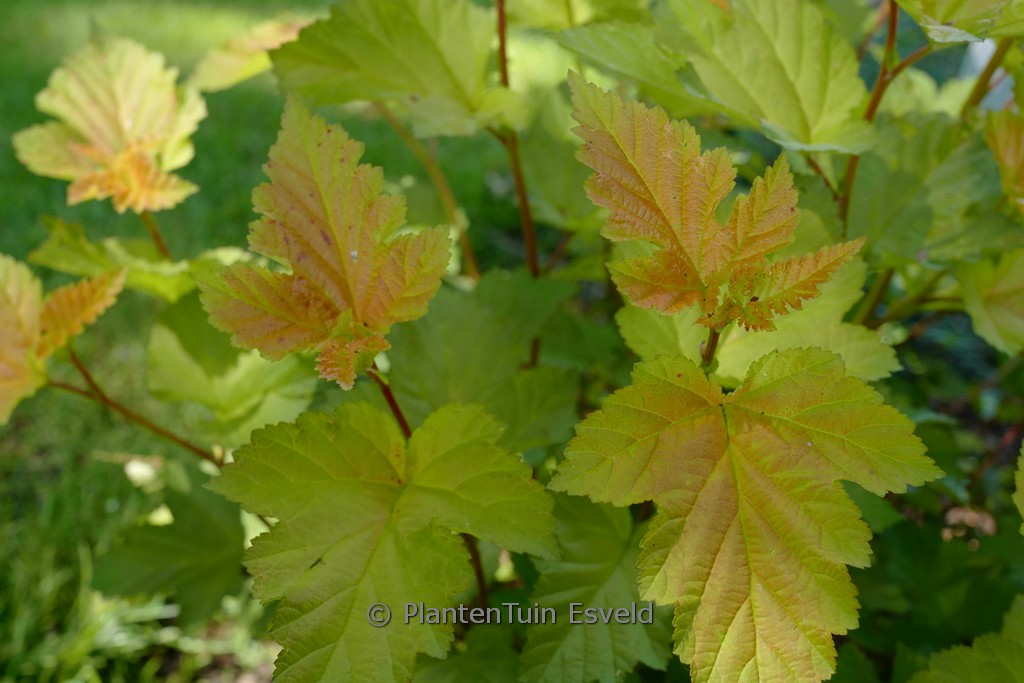 Physocarpus opulifolius ‘LP1’ (MAGIC BALL)