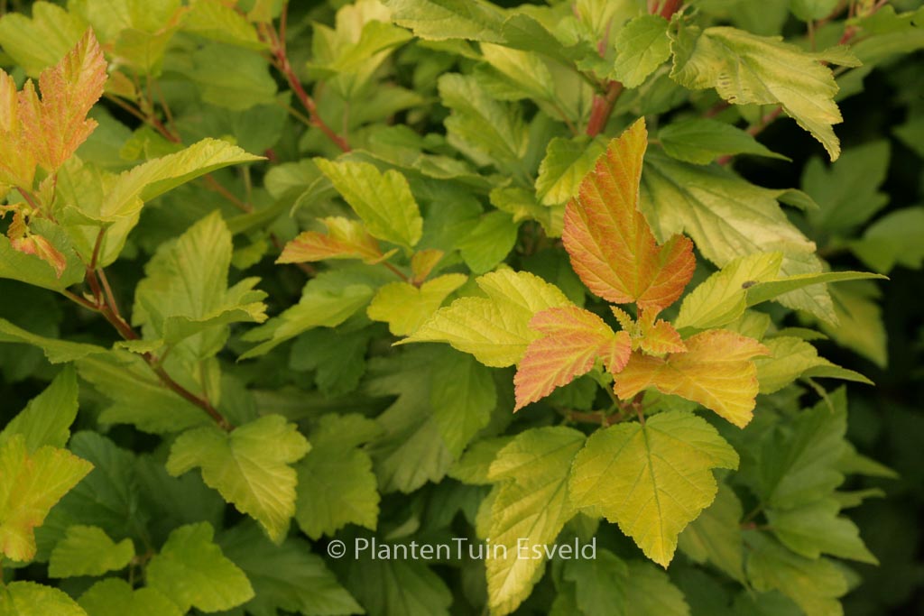 Physocarpus opulifolius ‘Minange’ (ANGEL GOLD)