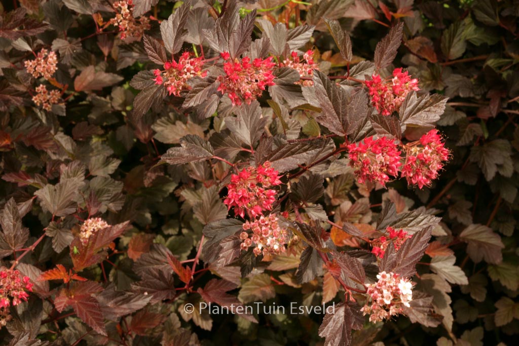 Physocarpus opulifolius ‘Mindia’ (DIABLE D’OR)