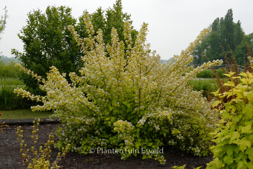 Physocarpus opulifolius ‘Nugget’