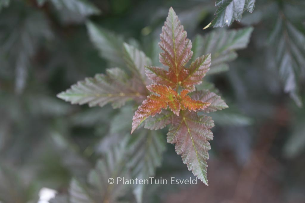 Physocarpus opulifolius ‘Red Baron’
