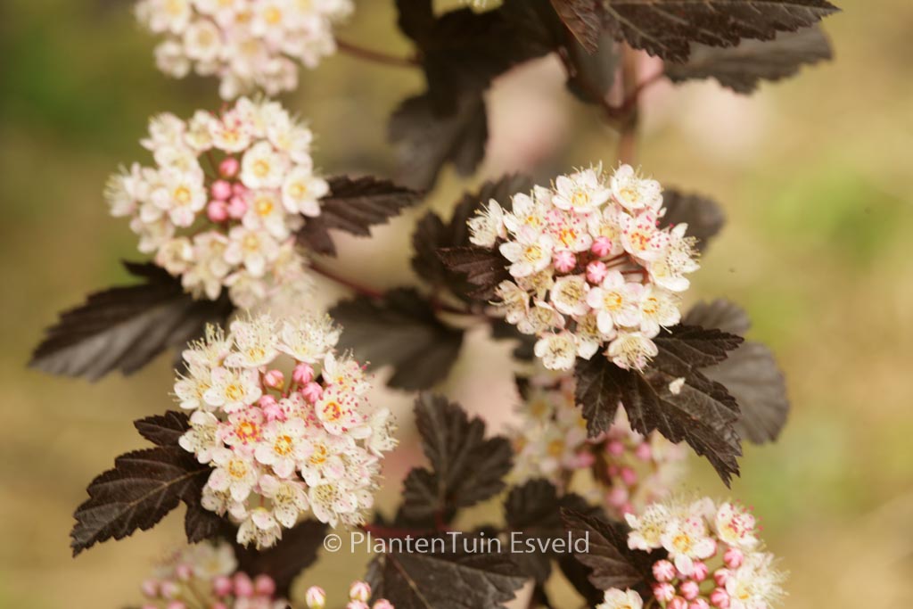 Physocarpus opulifolius ‘Seward’ (SUMMER WINE)