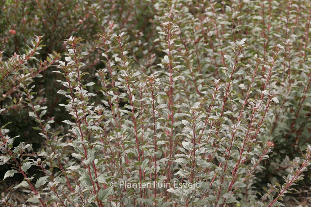 Physocarpus opulifolius ‘Smpotw’ (TINY WINE)