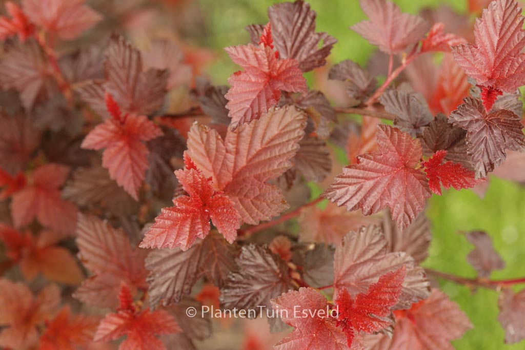 Physocarpus opulifolius ‘Tuilad’ (LADY IN RED)
