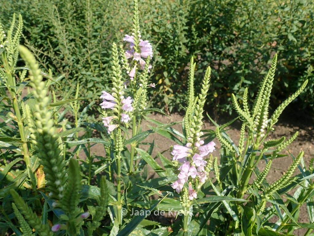 Physostegia virginiana ‘Bouquet Rose’