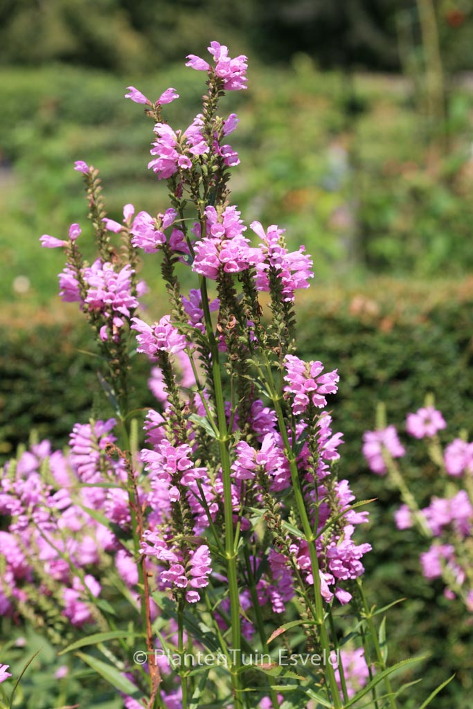 Physostegia virginiana ‘Red Beauty’