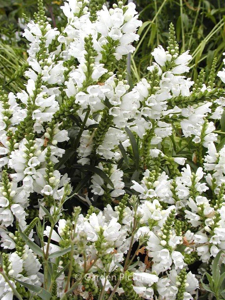 Physostegia virginiana ‘Summer Snow’