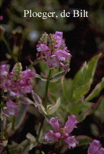 Physostegia virginiana ‘Variegata’