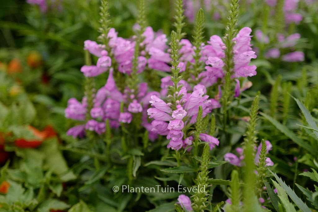 Physostegia virginiana ‘Vivid’