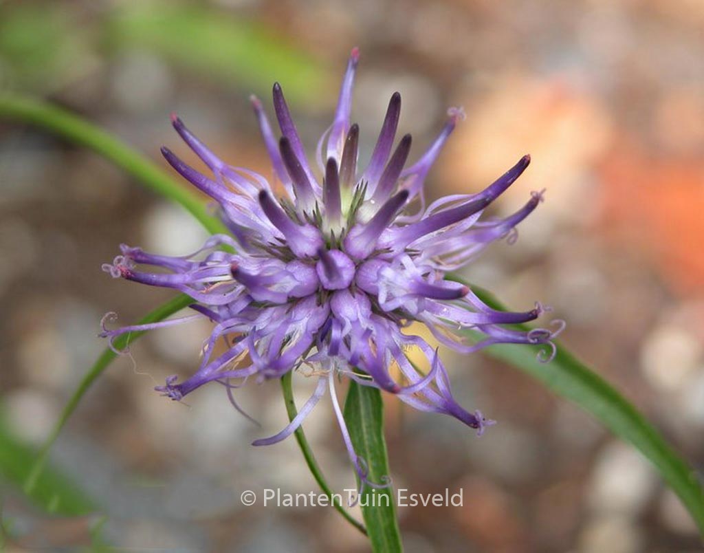 Phyteuma scheuchzeri
