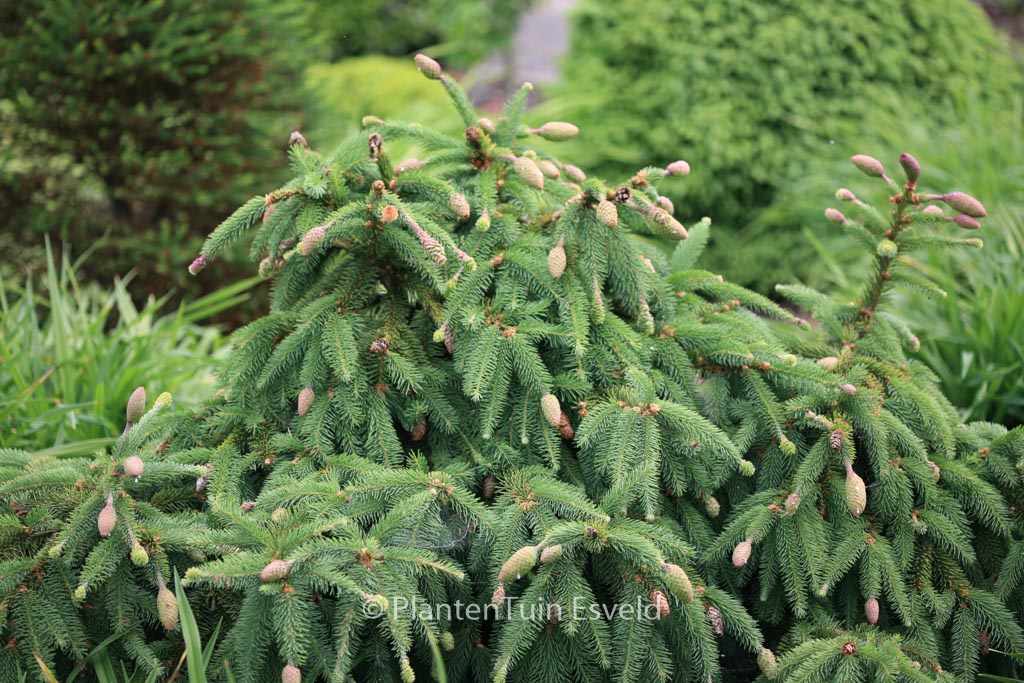 Picea abies ‘Acrocona’