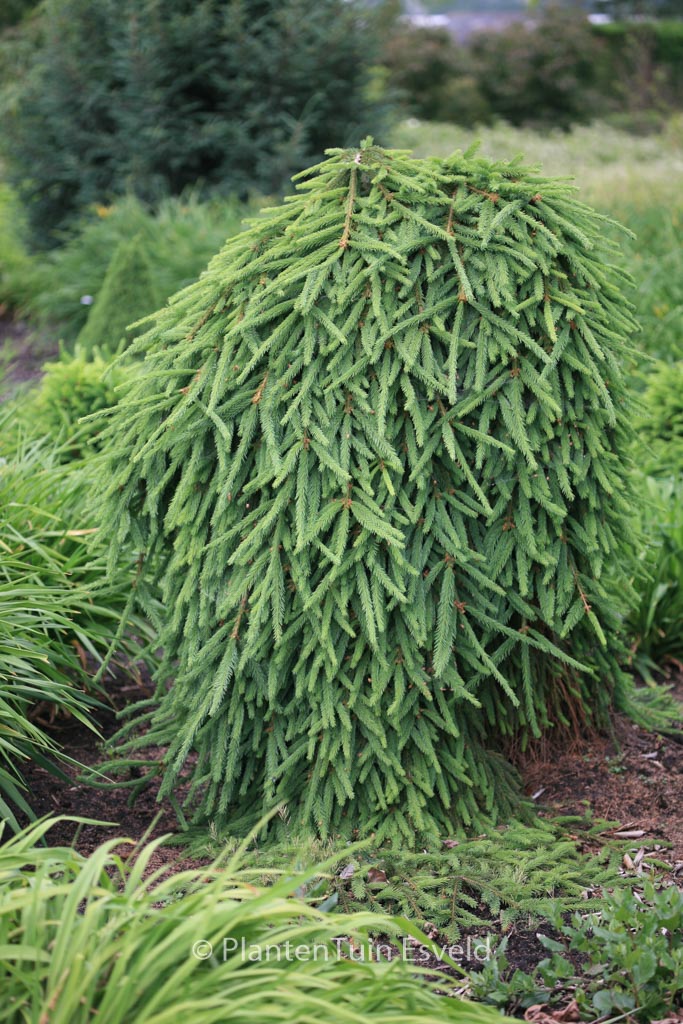 Picea abies ‘Frohburg’