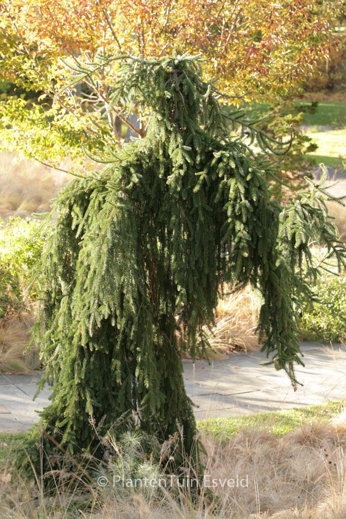 Picea abies ‘Inversa’