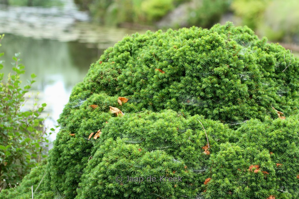 Picea abies ‘Maxwellii’