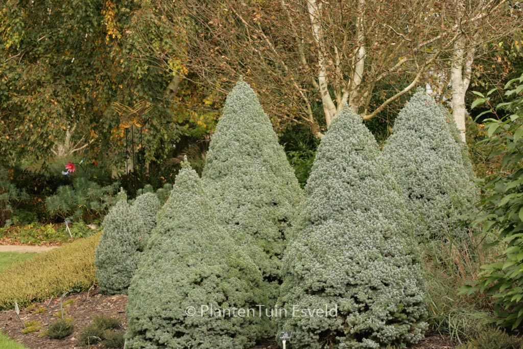 Picea glauca ‘Alberta Globe’