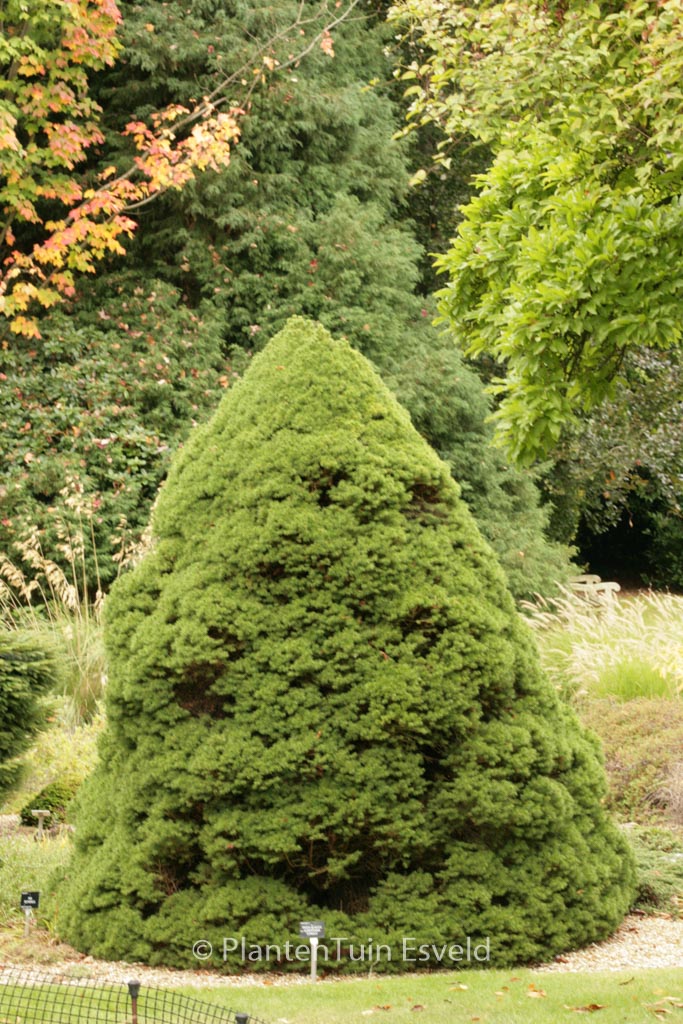 Picea glauca ‘Conica’