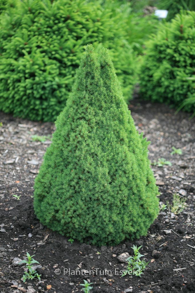 Picea glauca ‘Zuckerhut’