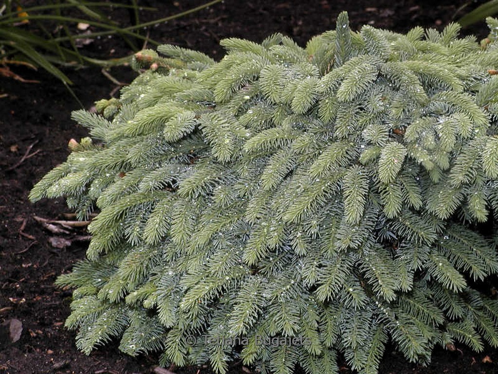 Picea lutzii ‘Machala’