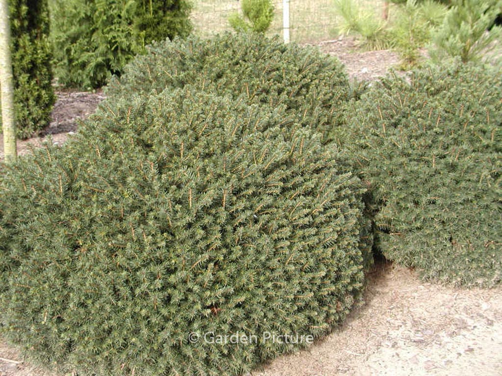 Picea omorika ‘Karel’