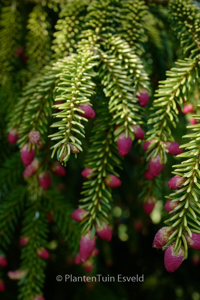 Picea orientalis ‘Aureospicata’