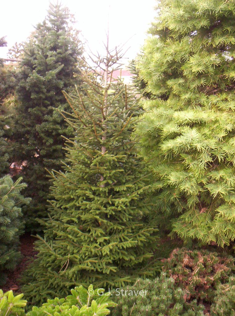 Picea orientalis ‘Golden Start’