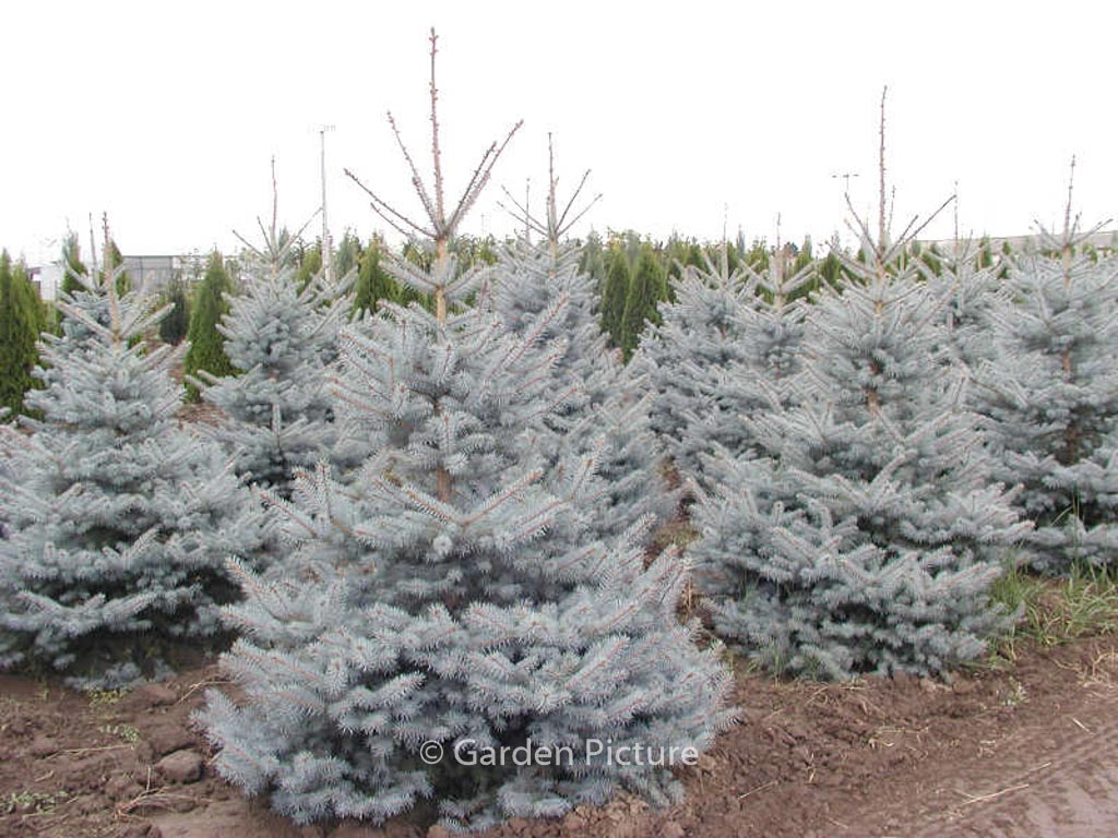 Picea pungens ‘Edith’