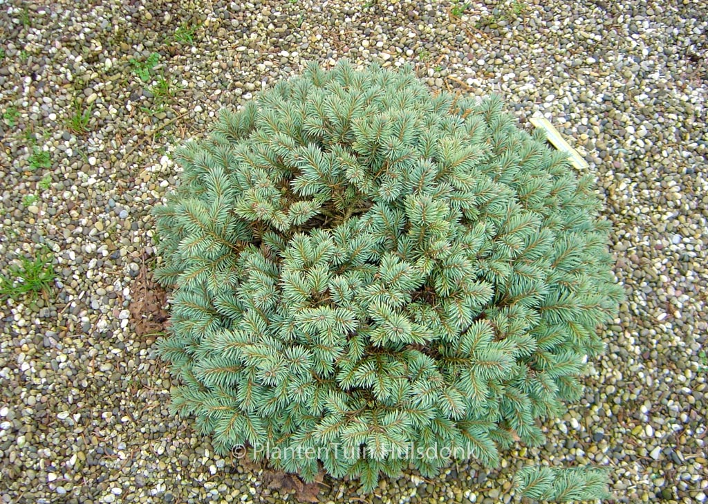 Picea pungens ‘Fat Albert’