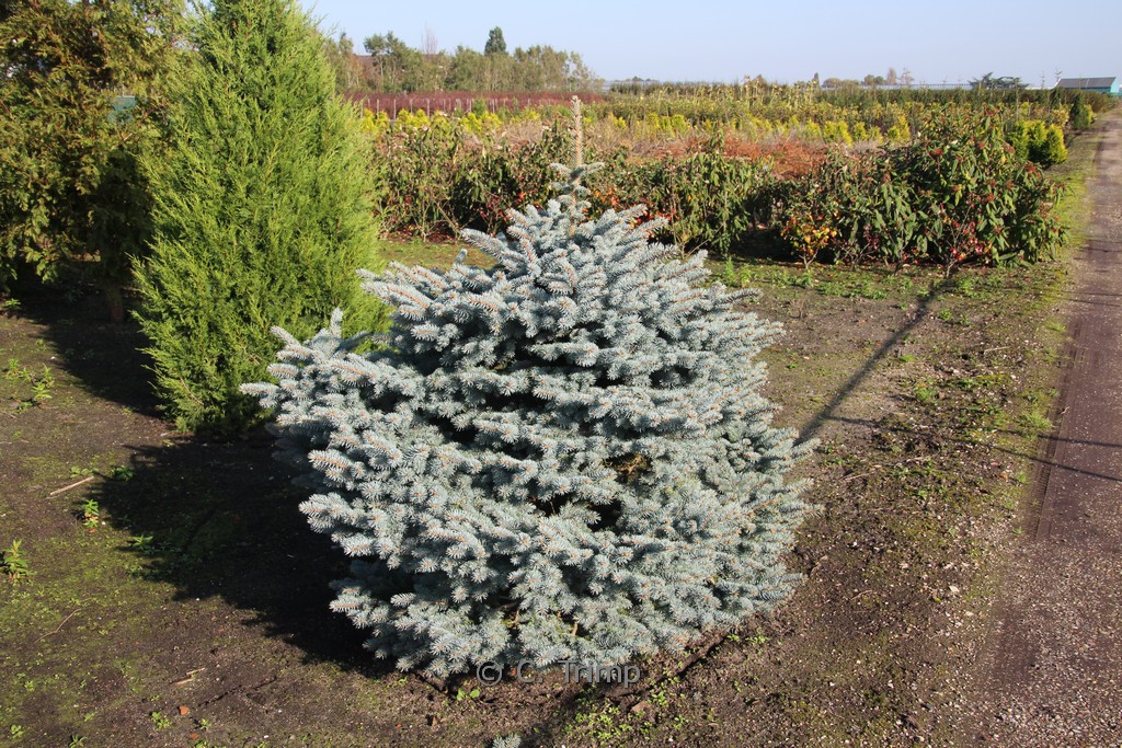 Picea pungens ‘Glauca Globosa’