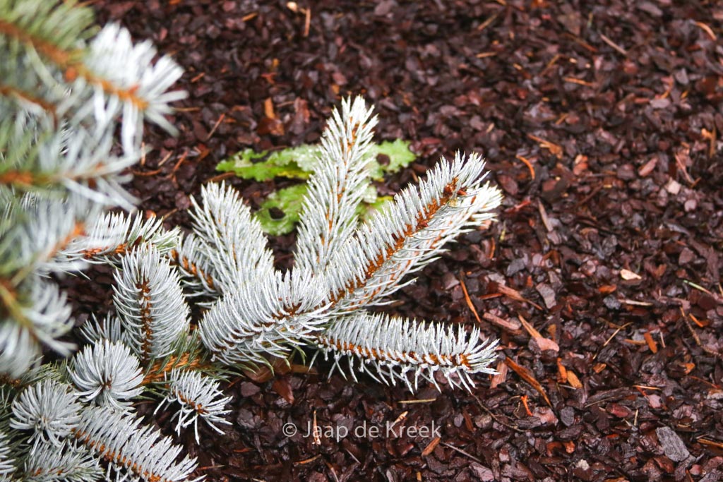 Picea pungens ‘Hoopsii’