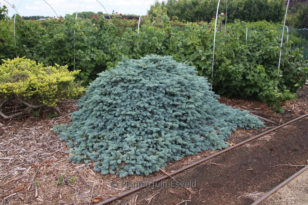 Picea pungens ‘Karpaten’