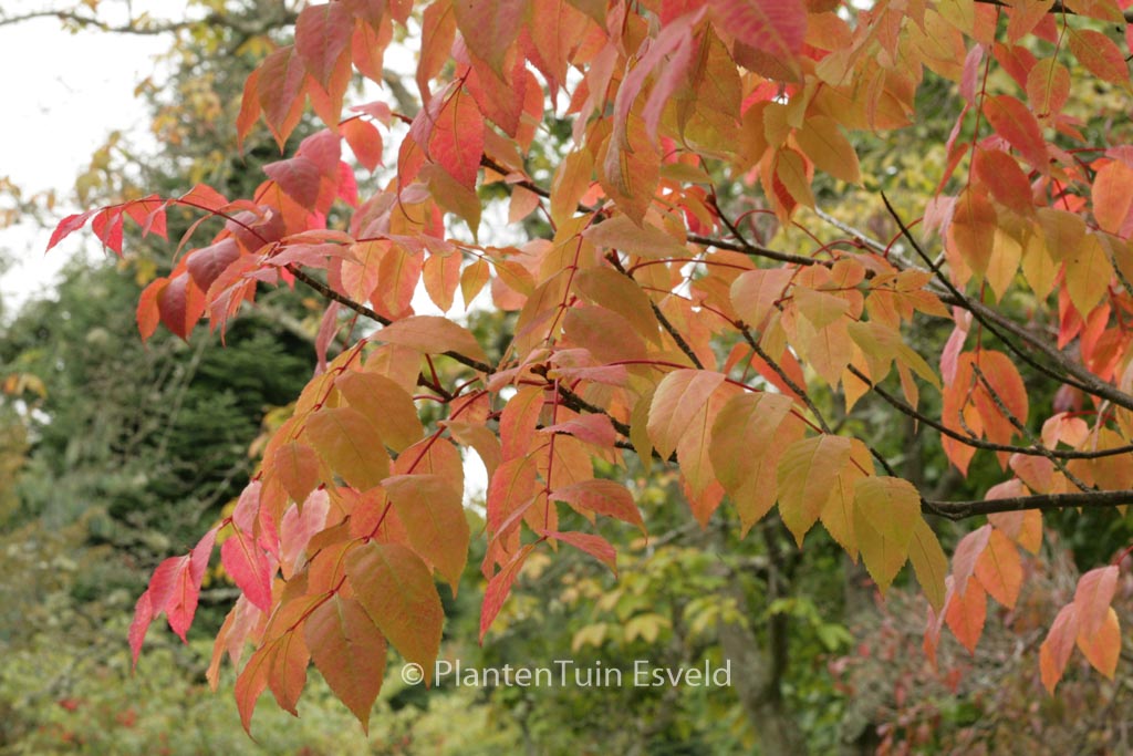 Picrasma quassioides