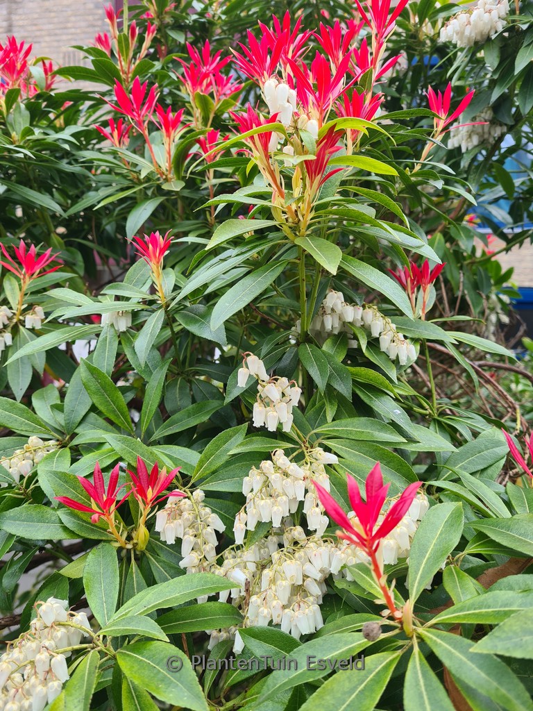 Pieris ‘Forest Flame’