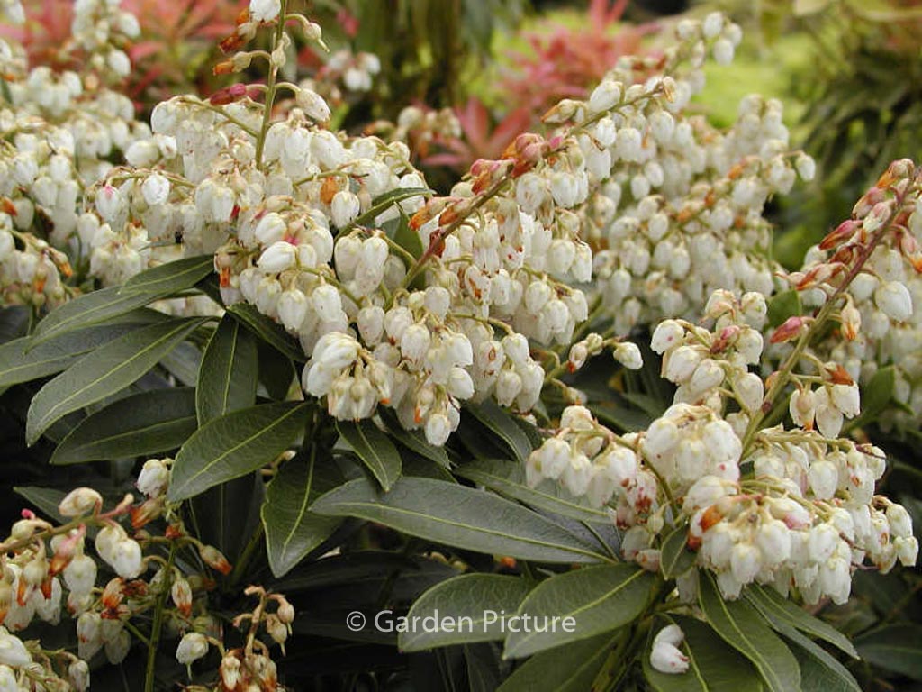 Pieris japonica ‘Cupido’