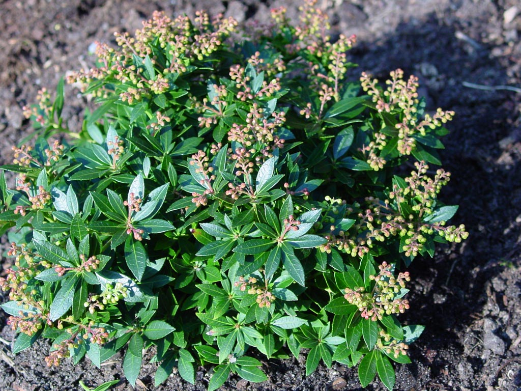 Pieris japonica ‘Erik’