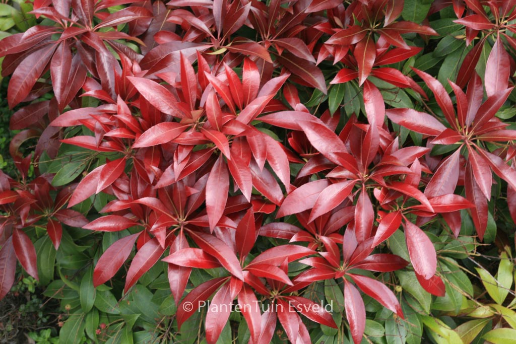 Pieris japonica ‘Katsura’