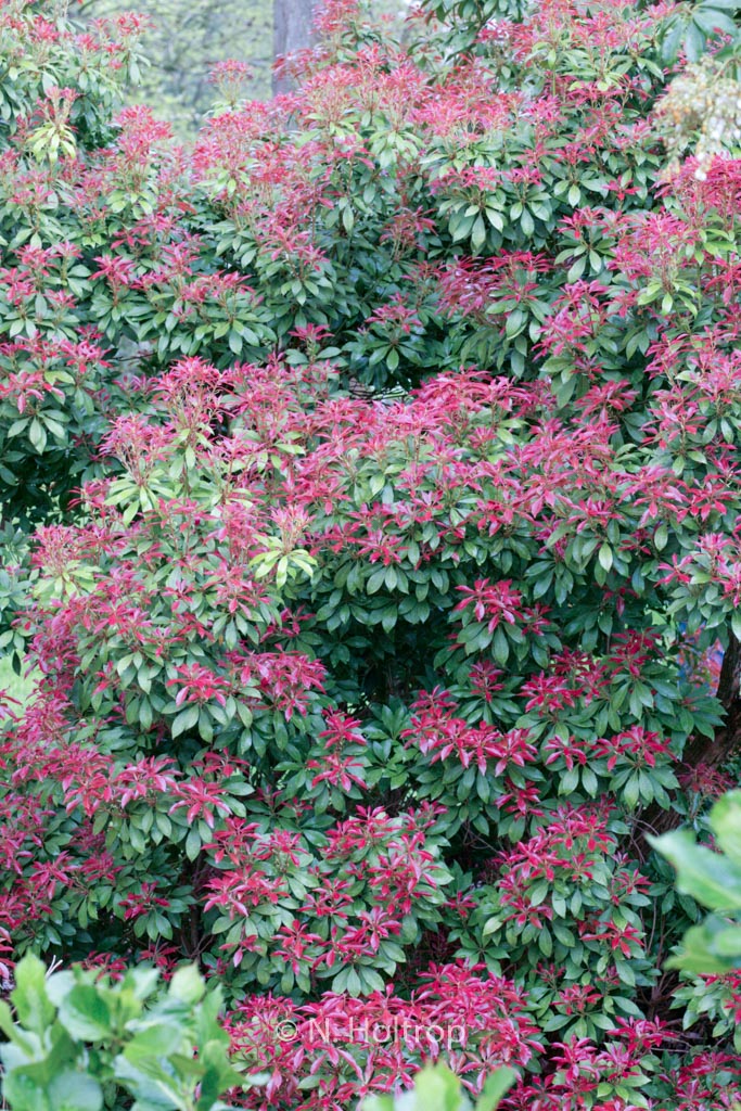 Pieris japonica ‘Mountain Fire’