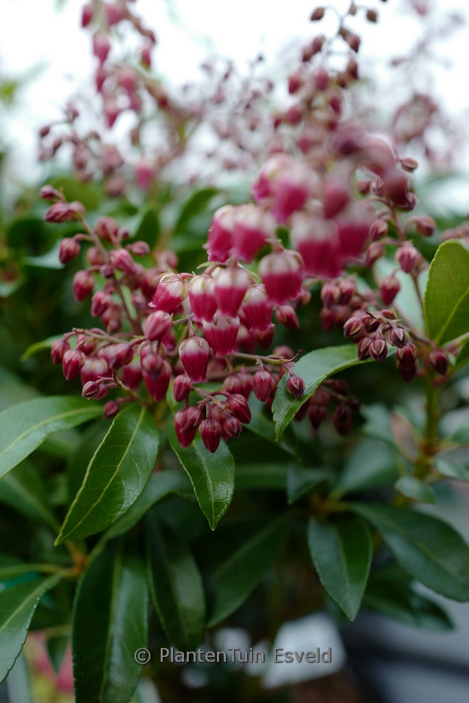 Pieris japonica ‘Passion’