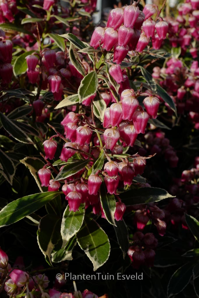 Pieris japonica ‘Polar Passion’