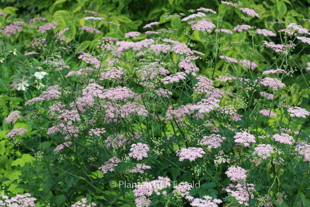 Pimpinella major ‘Rosea’