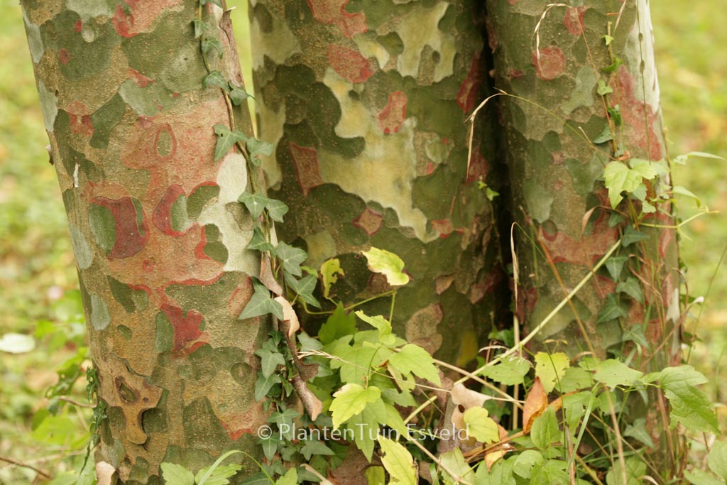 Pinus bungeana