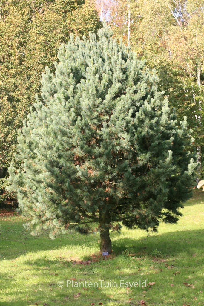 Pinus cembra