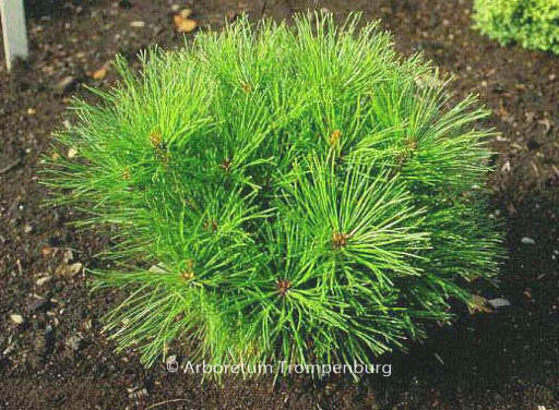 Pinus densiflora ‘Alice Verkade’