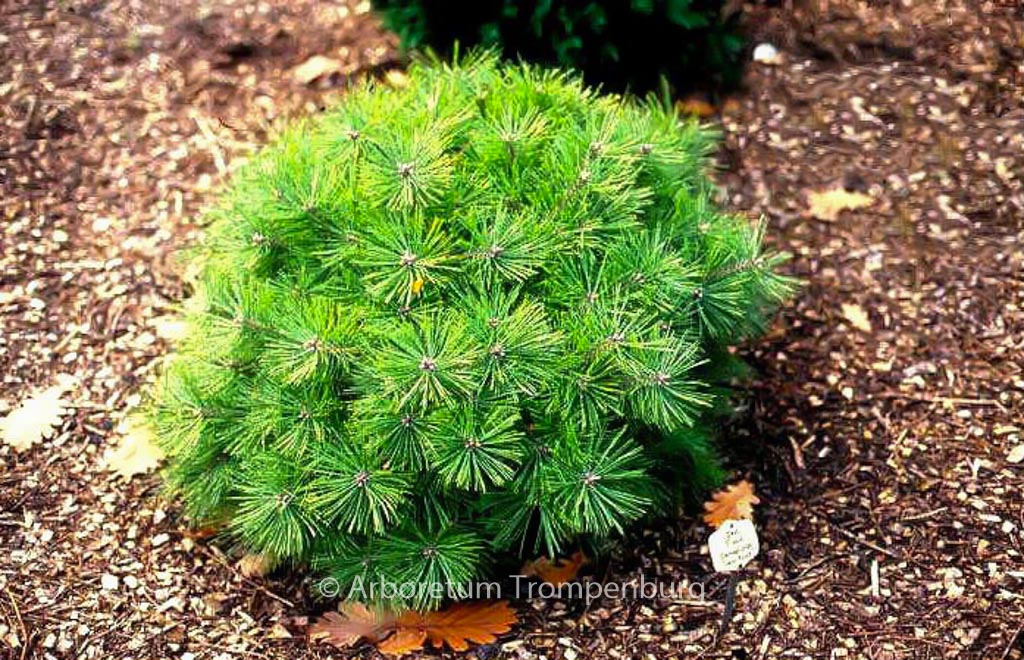 Pinus densiflora ‘Jane Kluis’