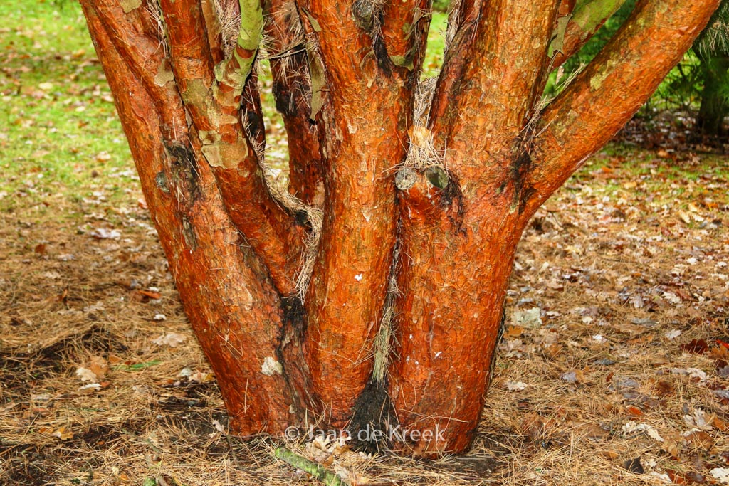 Pinus densiflora ‘Umbraculifera’
