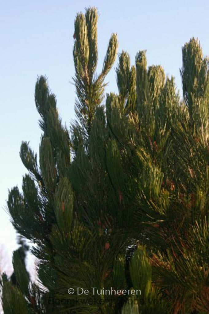Pinus heldreichii ‘Satellit’