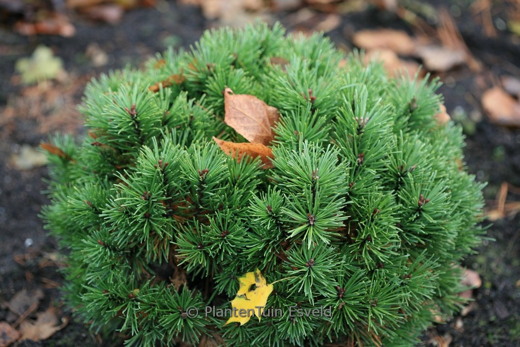 Pinus mugo ‘Allgäu’