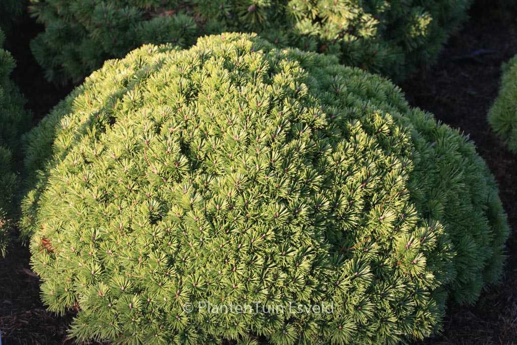 Pinus mugo ‘Benjamin’